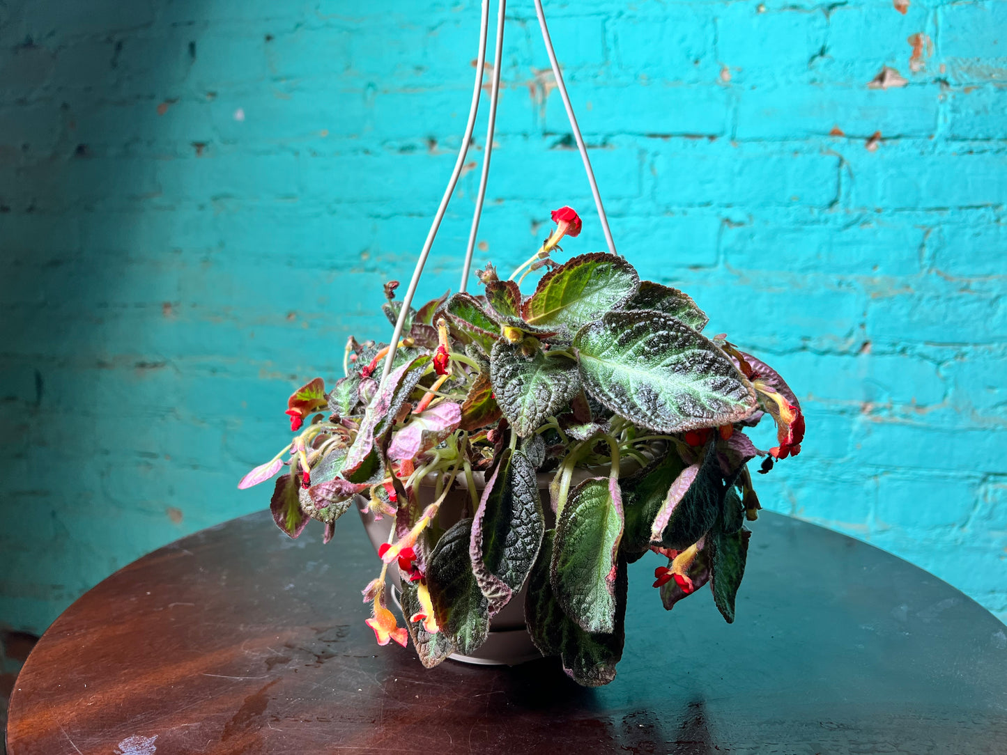Episcia Cupreata-Flame Violet 6”