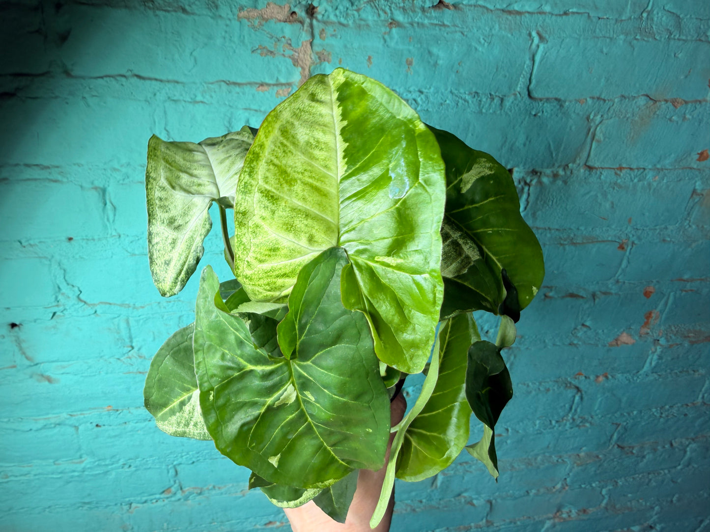 Syngonium Podophyllum Variegated 4”