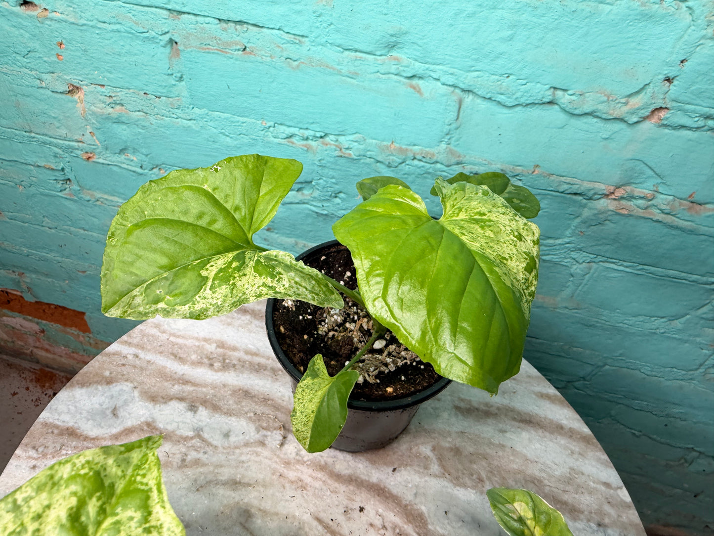 Syngonium ‘Mojito’ 4”