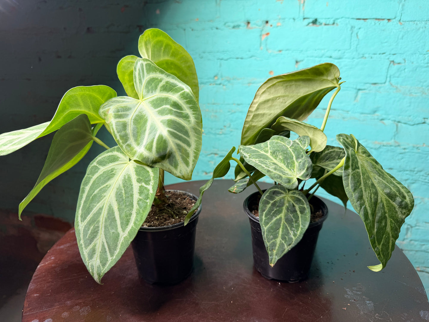 Anthurium Silver Blush Mint 4”