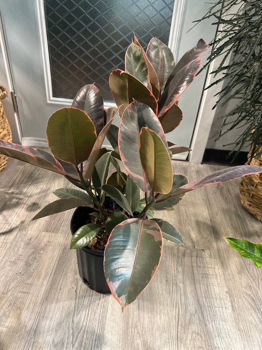 Rubber Plant-Ruby variegated pink 8”