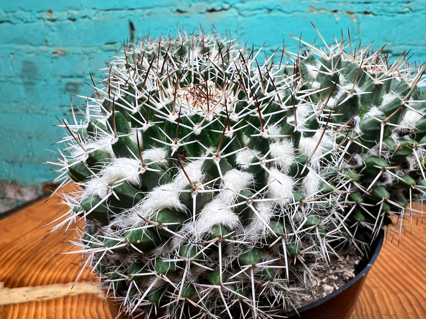 Mammillaria Nejapensis Cactus 6”