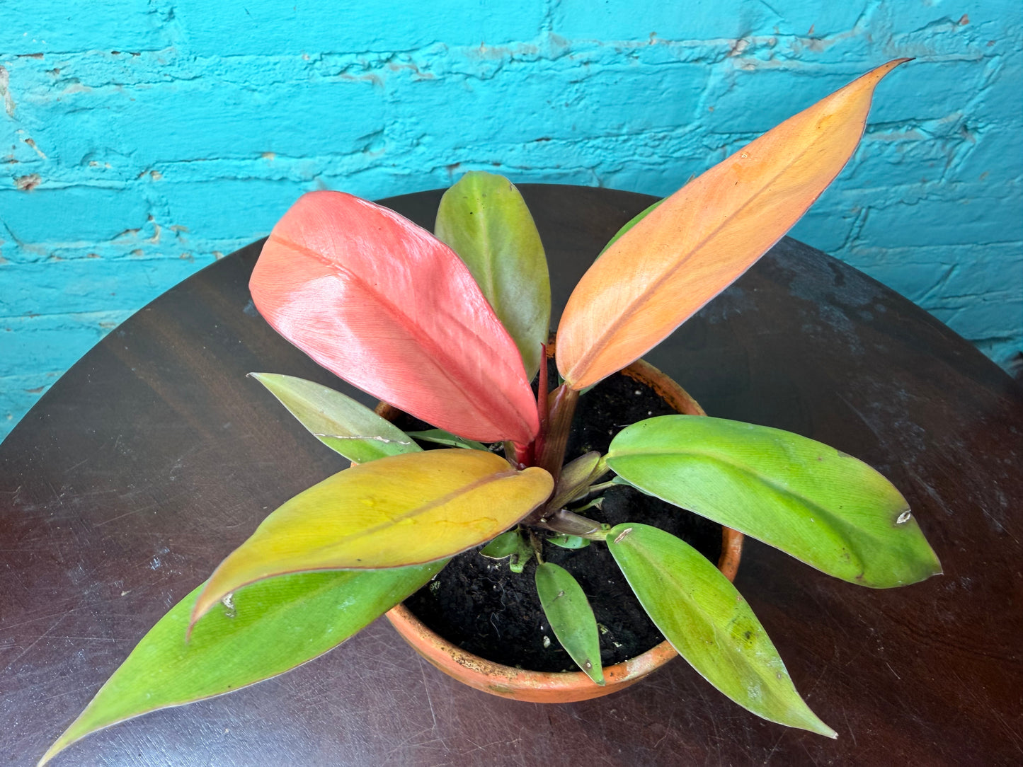 Philodendron Prince of Orange  4” (Clay)