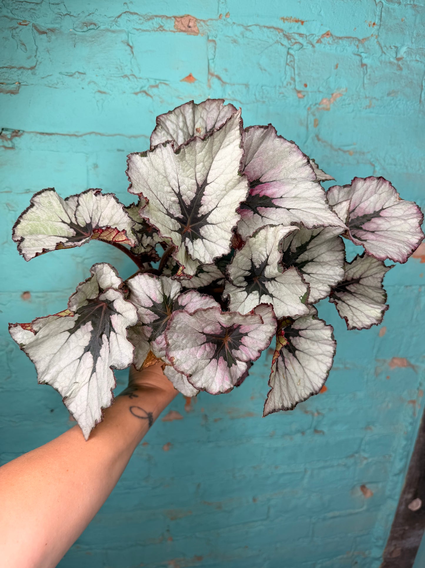 Begonia Rex 4”