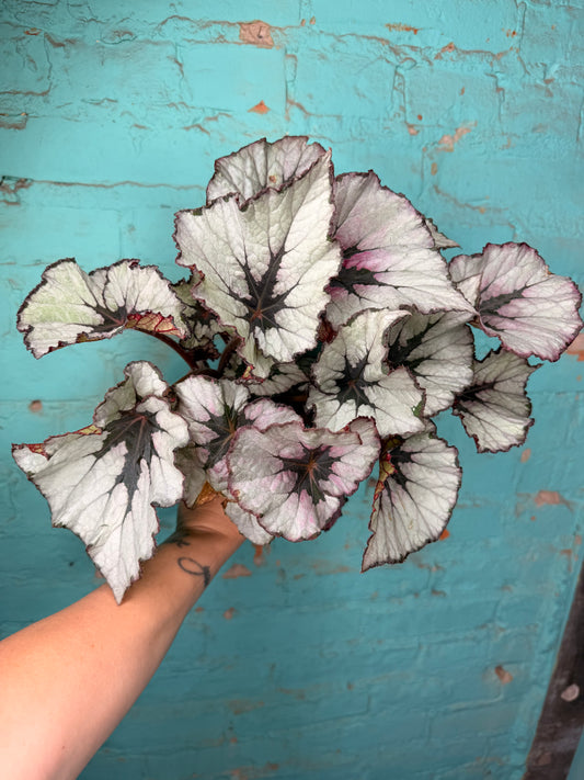 Begonia Rex 4”