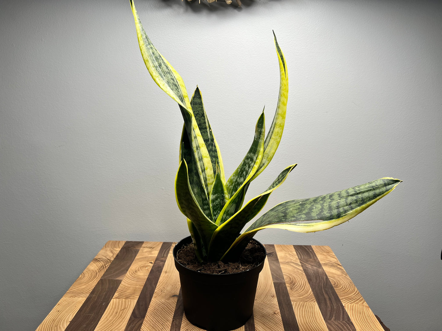 Sansevieria -Snake plant (6inch)