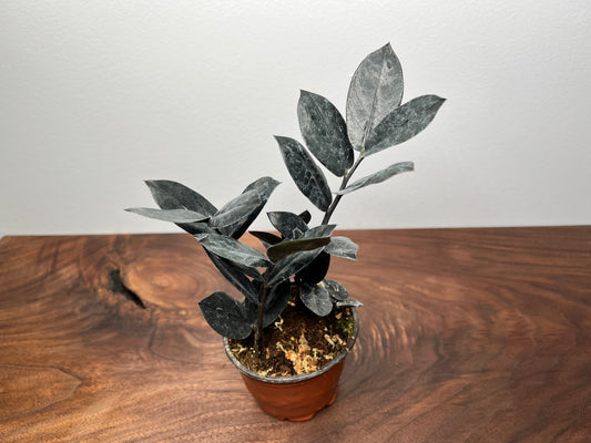 Zz plant- Raven 4”