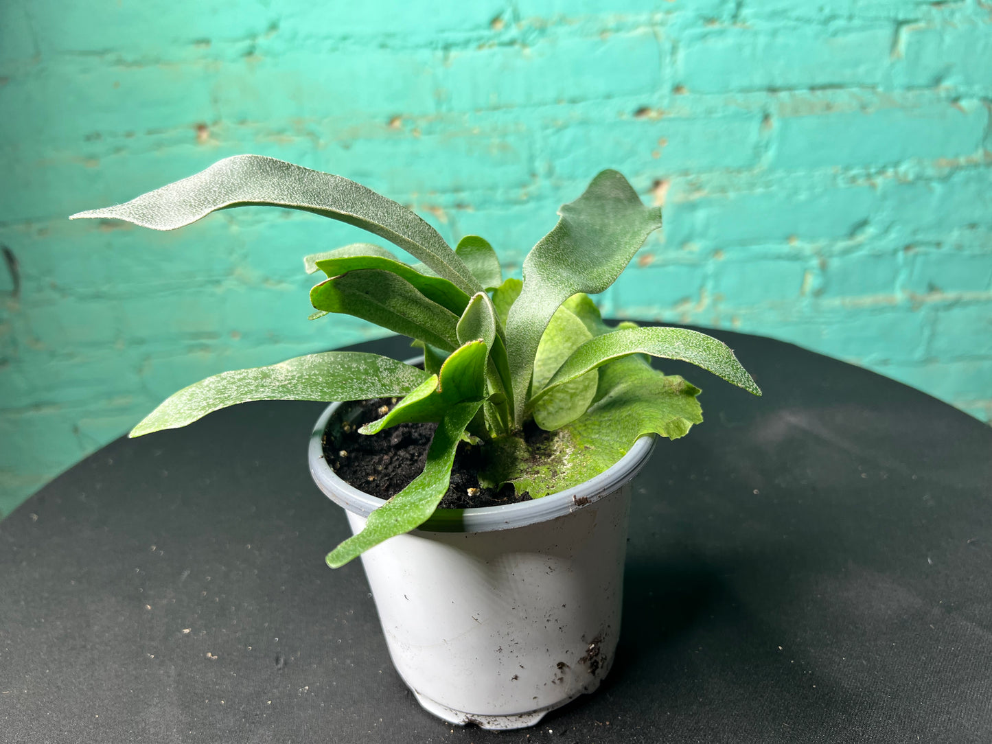 Staghorn fern 4”