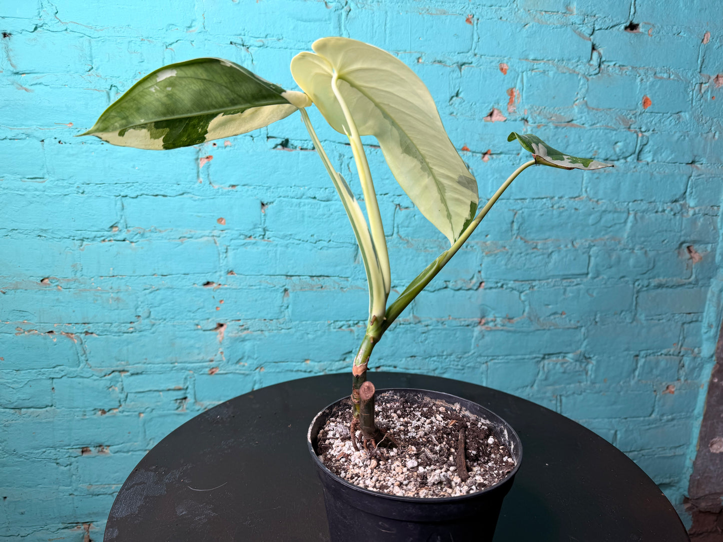 Syngonium Chiapense Variegated 6”