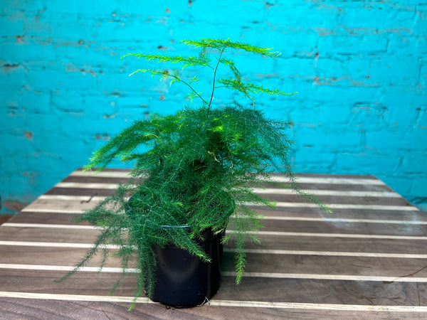 Asparagus Densiflorus -Asparagus Fern 4”