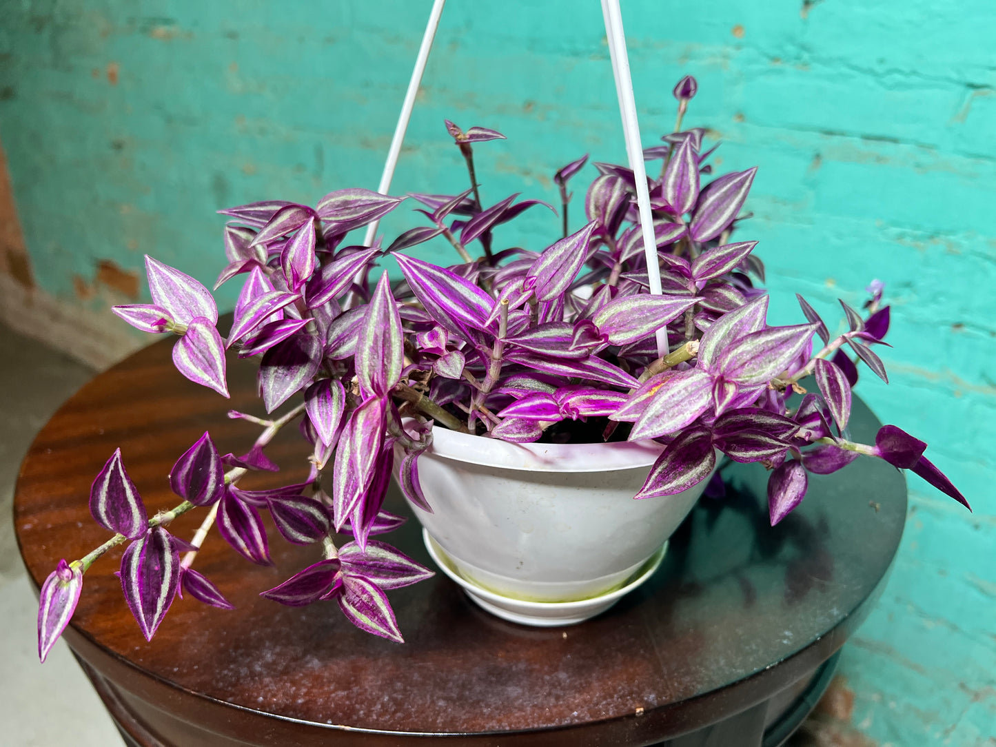 Wandering Jew 6” basket