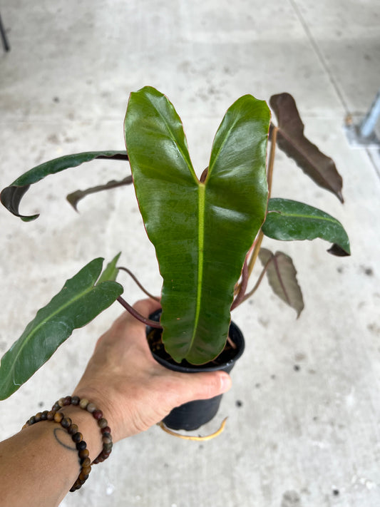 Philodendron Black BillieTiae