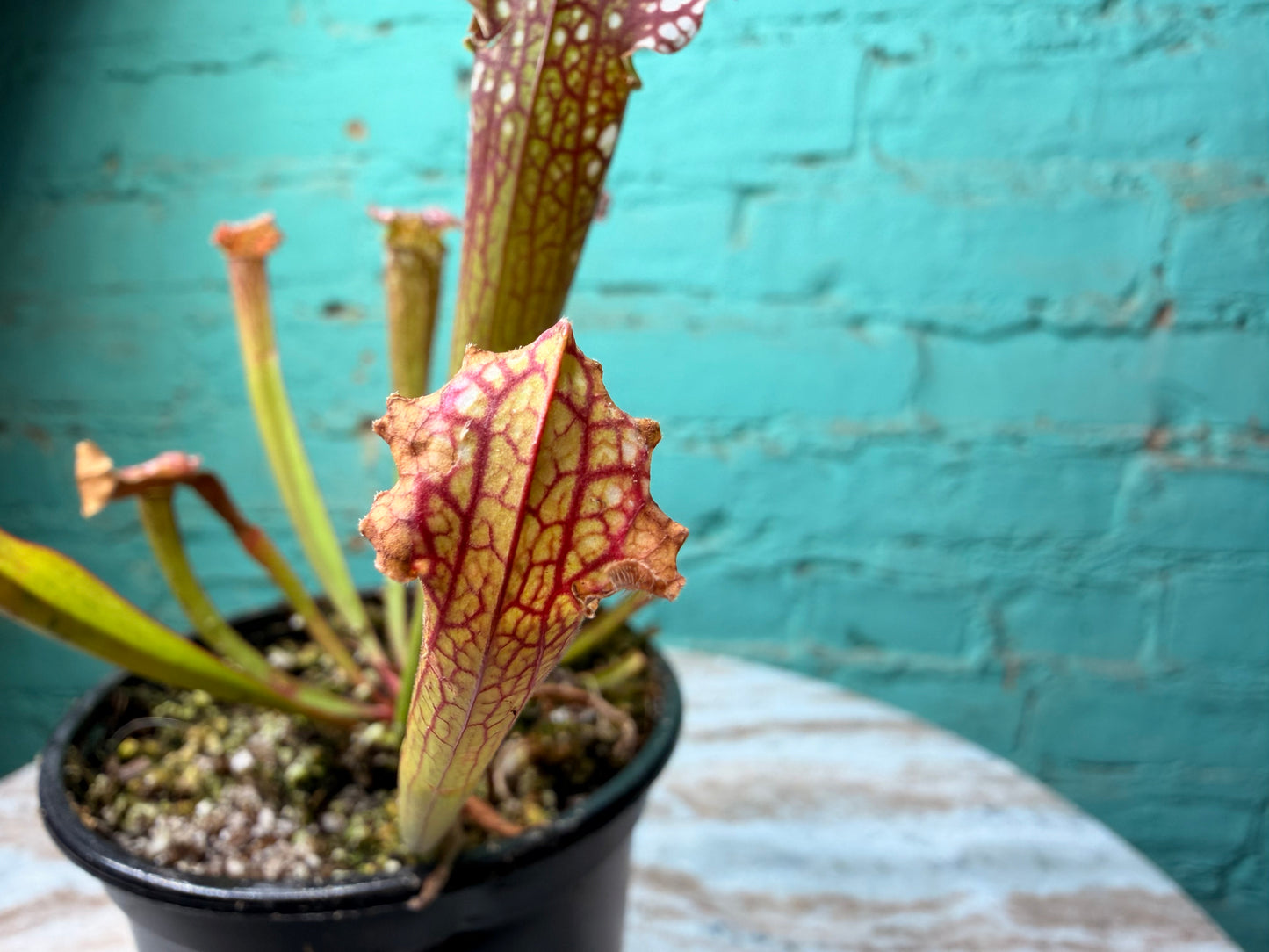 Sarracenia Farnhamii 4”