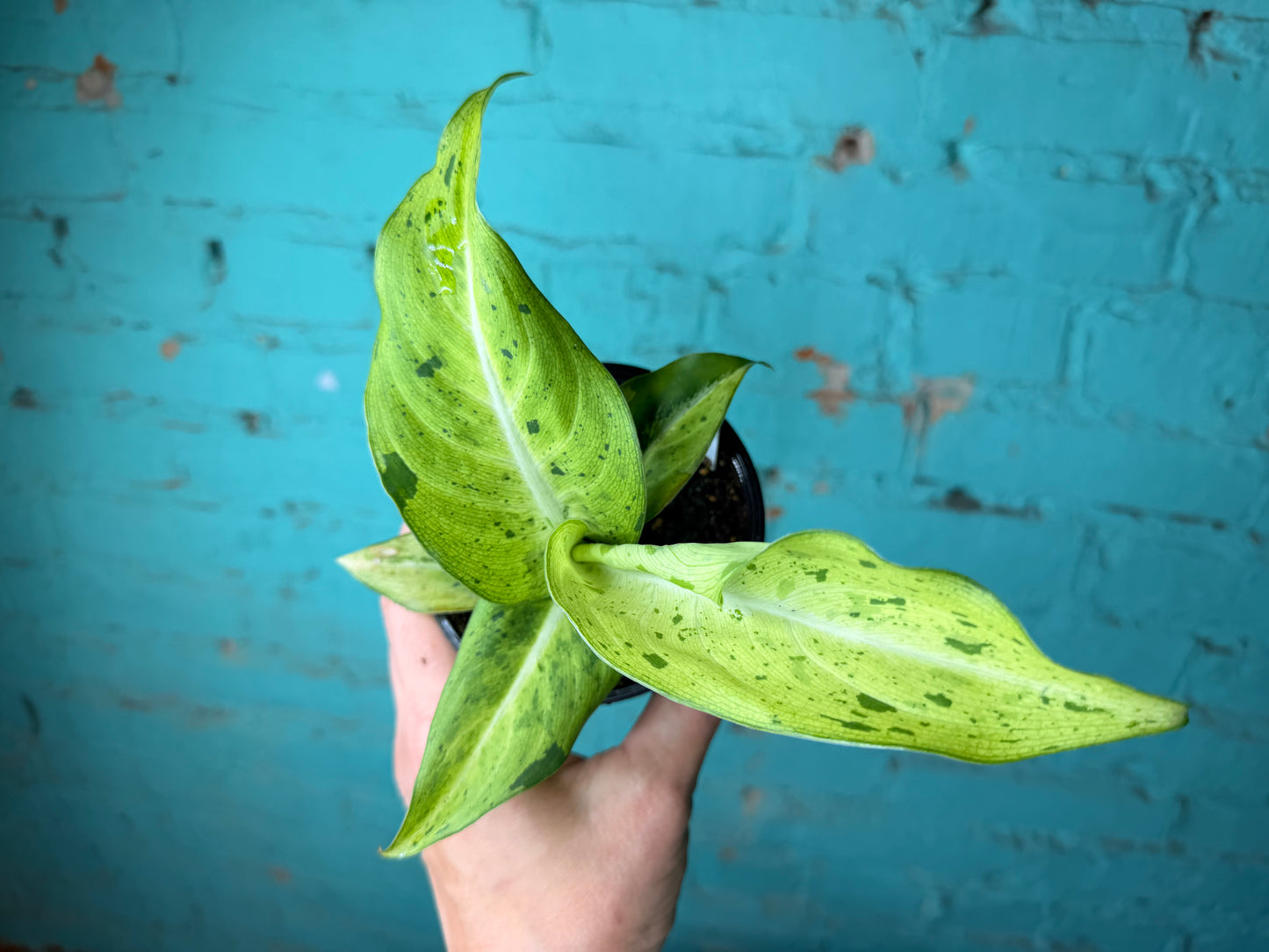Dieffenbachia Camouflage 4”