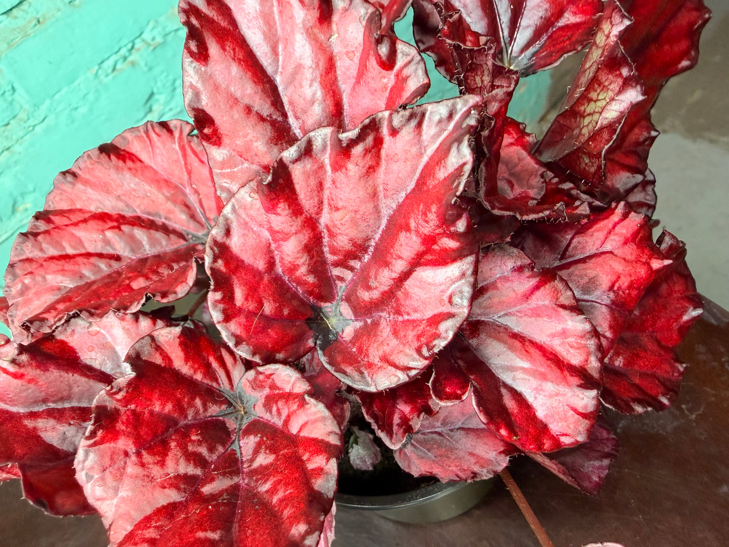 Begonia “Red Kisses”