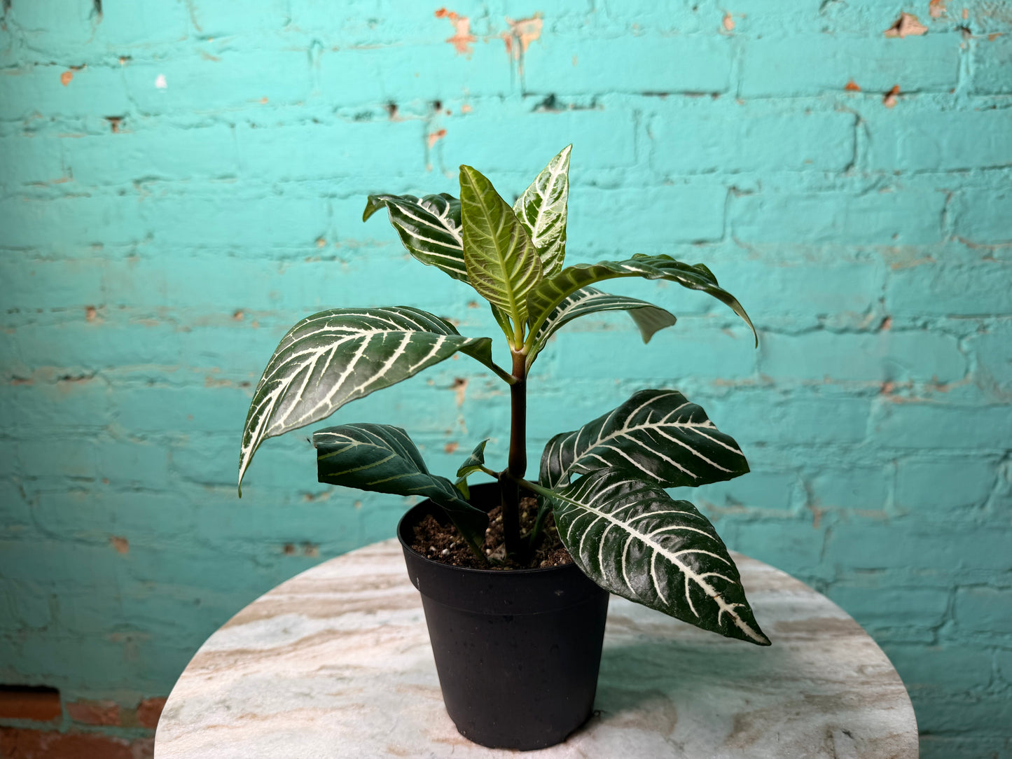 Zebra Plant 4”