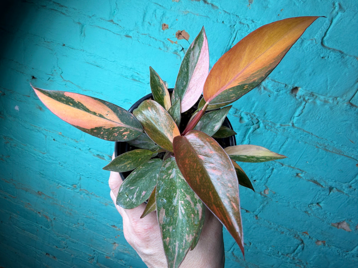 Philodendron Orange Princess 4”