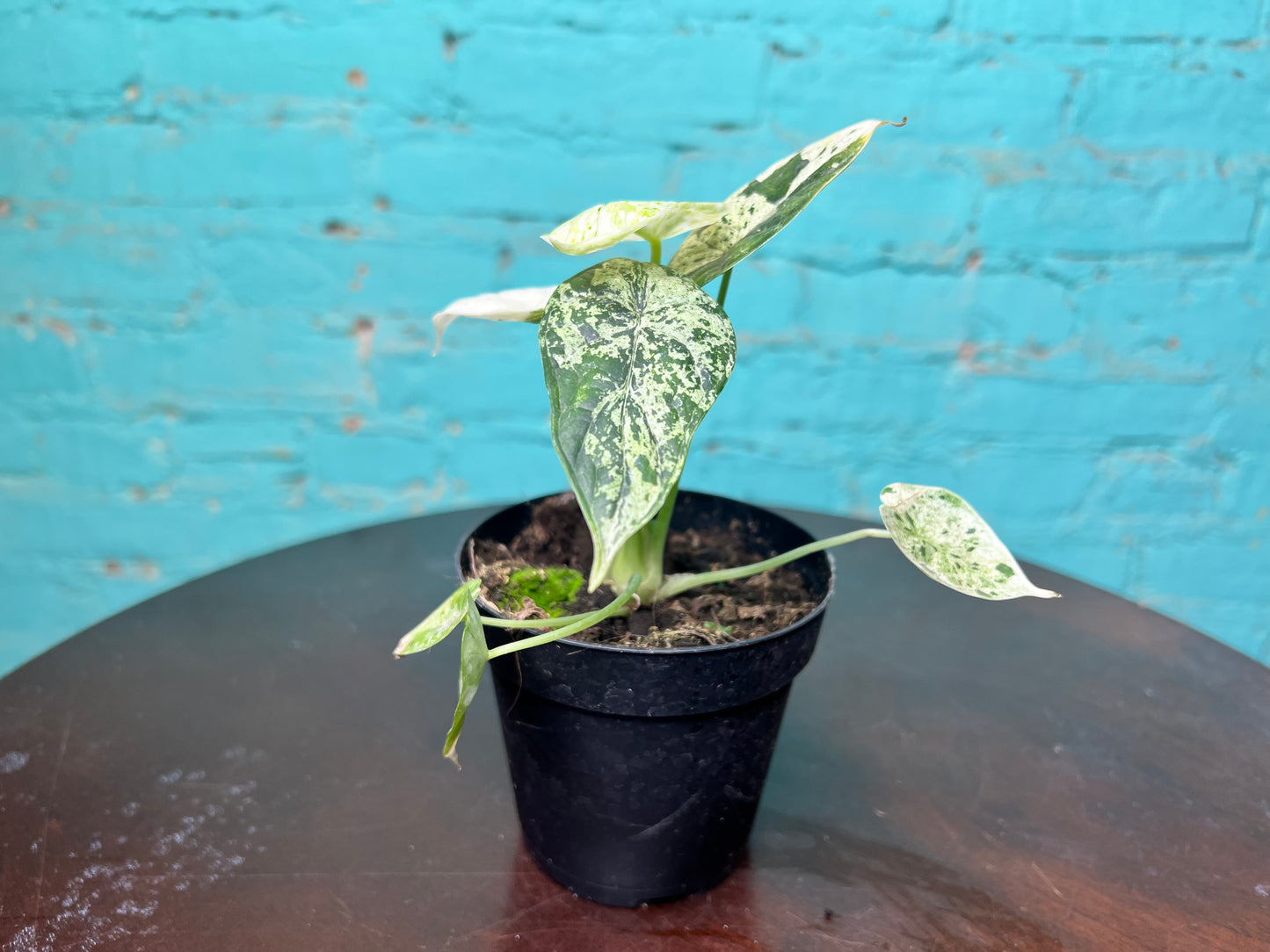 Alocasia Dragon Scale Mint 4”