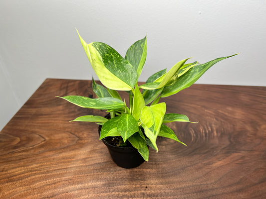 Philodendron Jose Buono Variegated