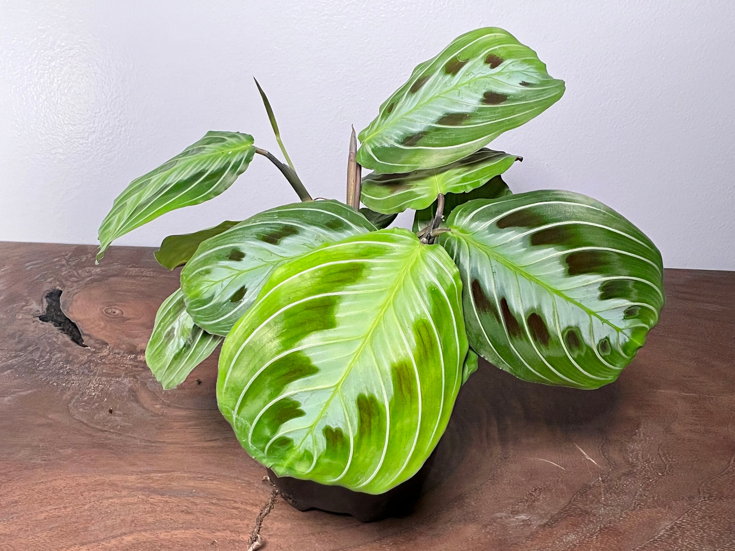 Maranta Black 4”