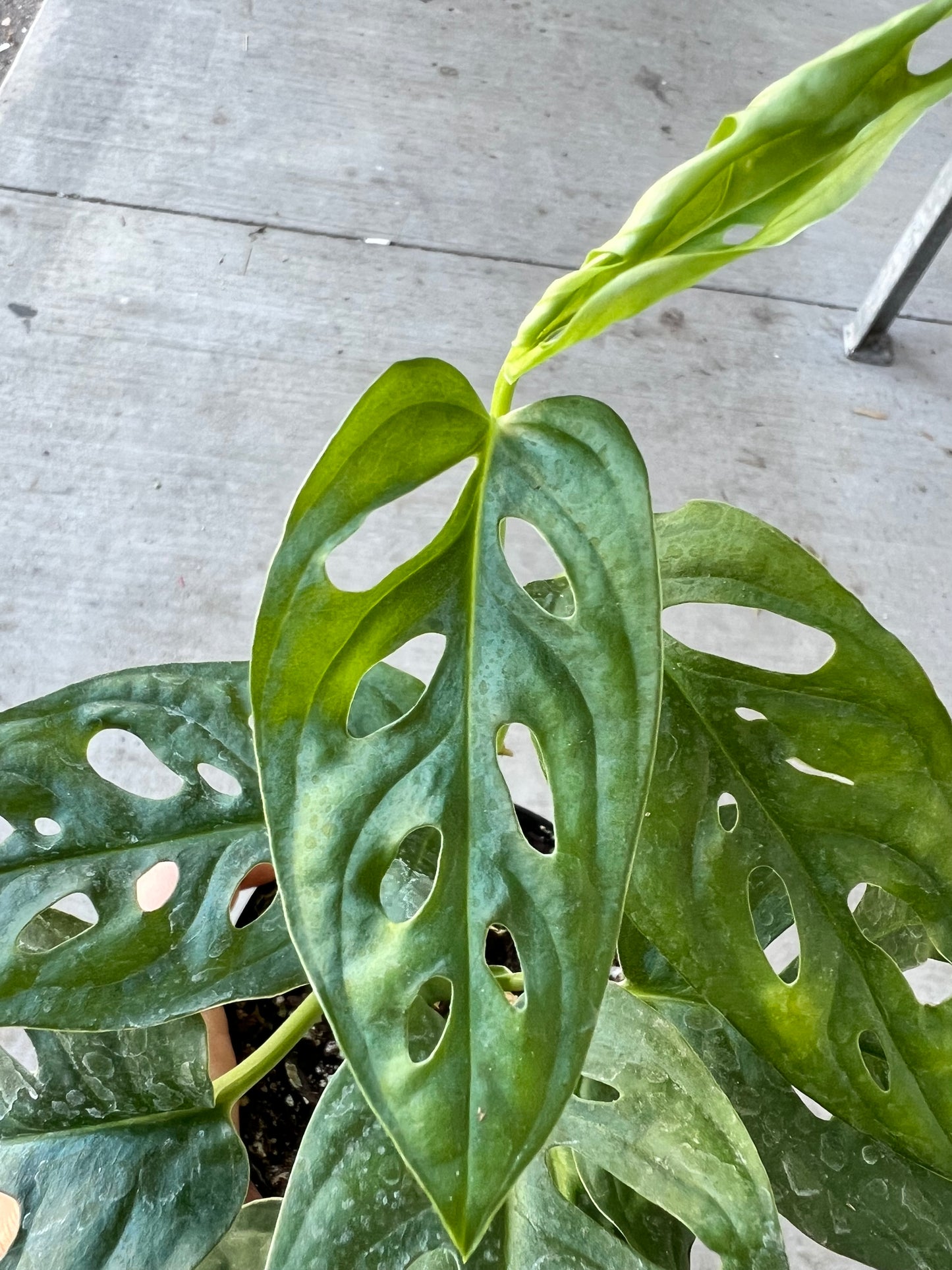 Philodendron Swiss Cheese- Wide form