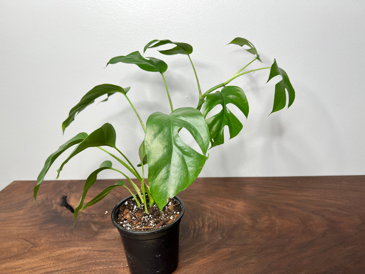 Rhaphidophora
Tetrasperma -Mini Monstera