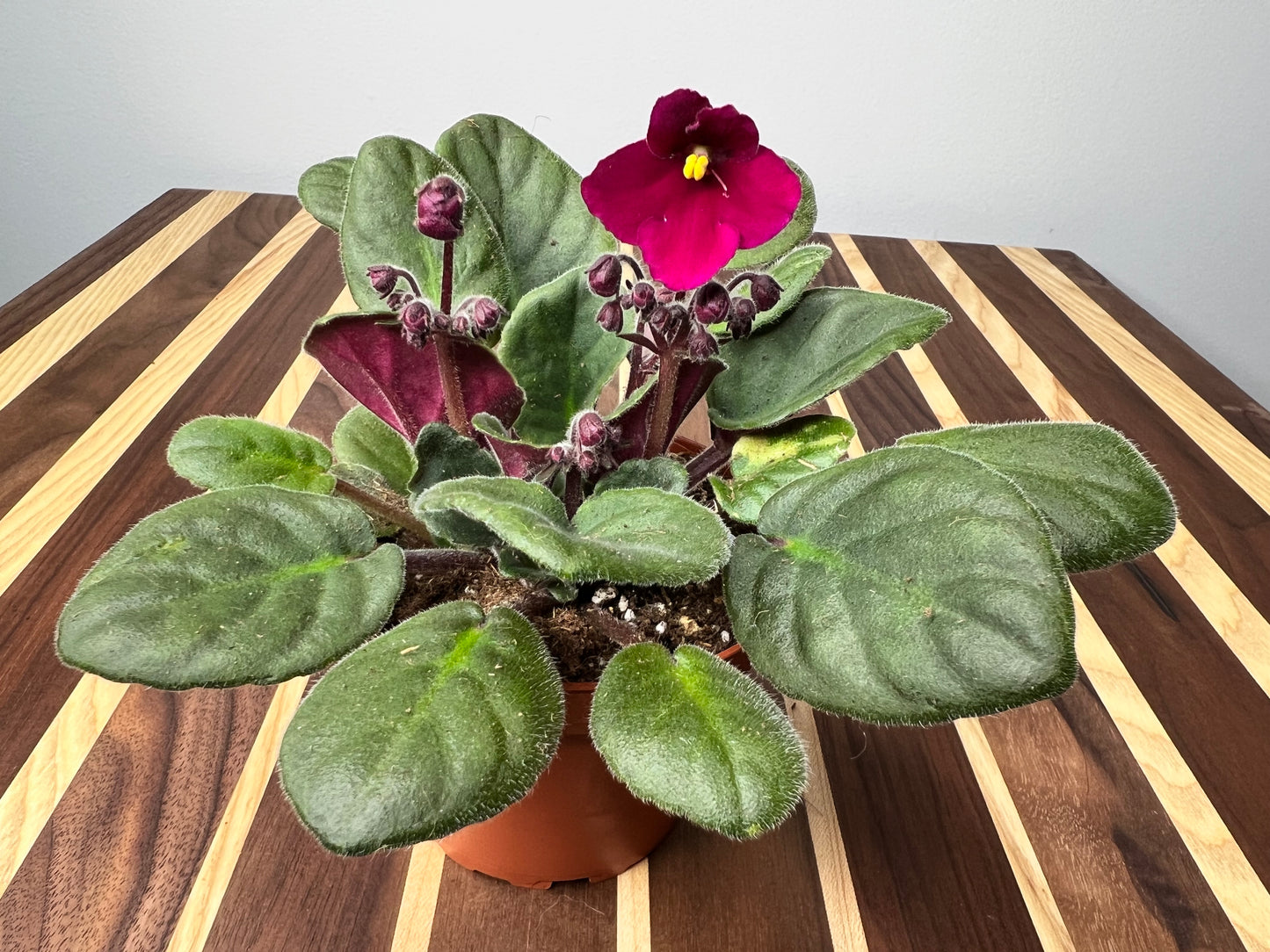 African Violets 4”