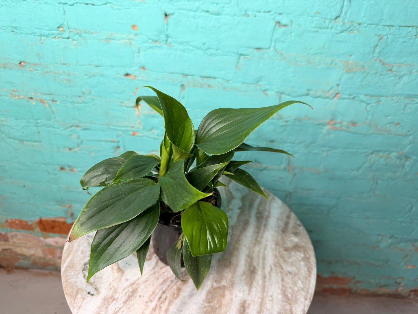 Homalomena Emerald (Green)