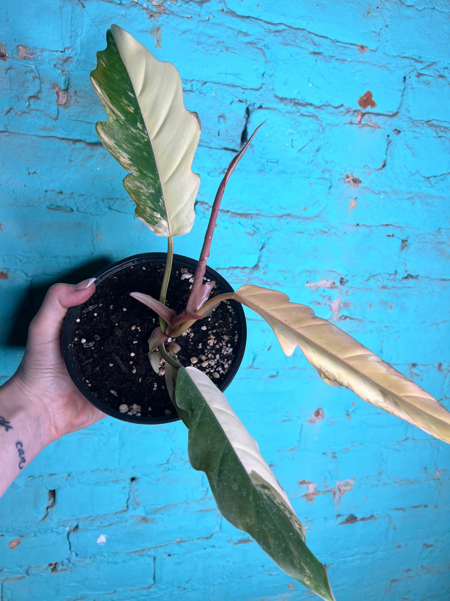 Philodendron Carmel Marble 6”