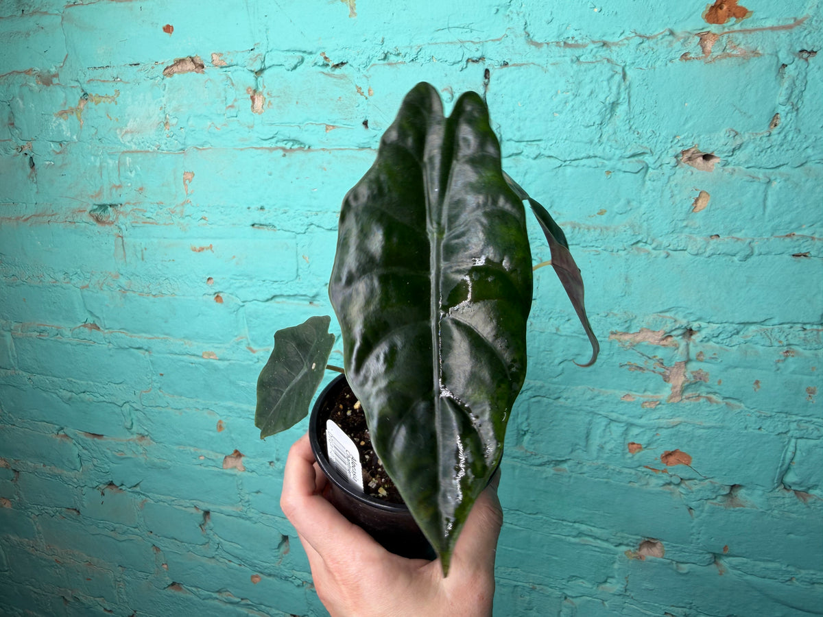 Alocasia Chantrieri 4”