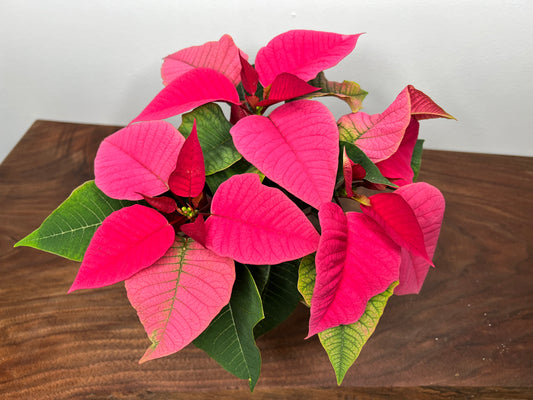 Poinsettia 4” Pink