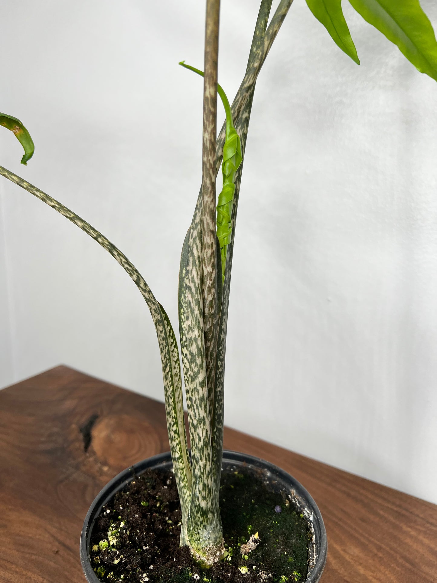 Alocasia Brancifoila