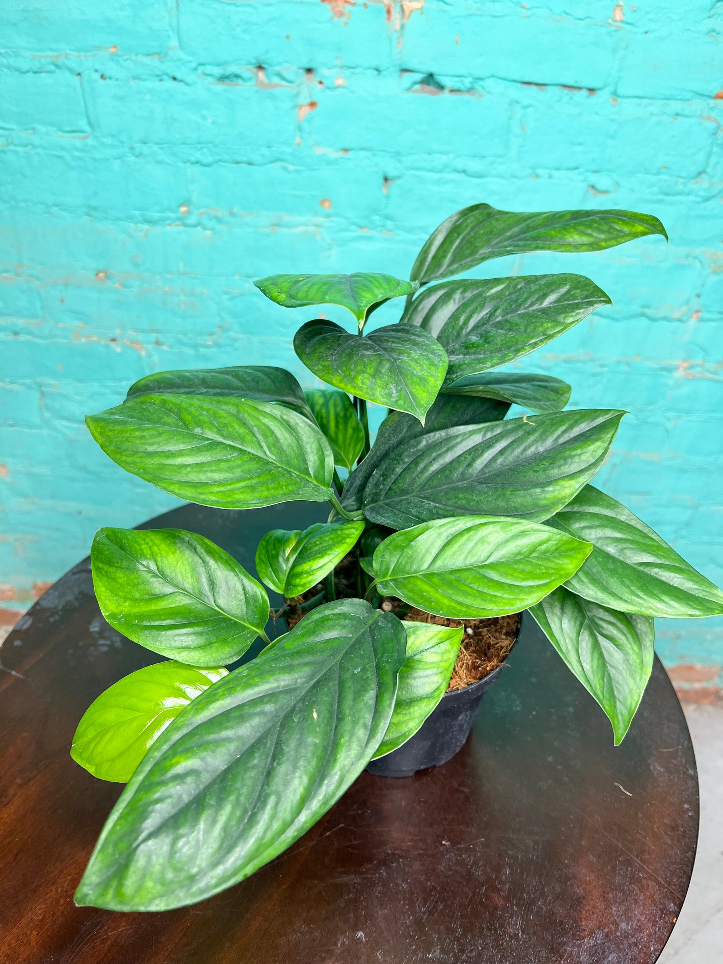 Monstera Black Onyx 6”