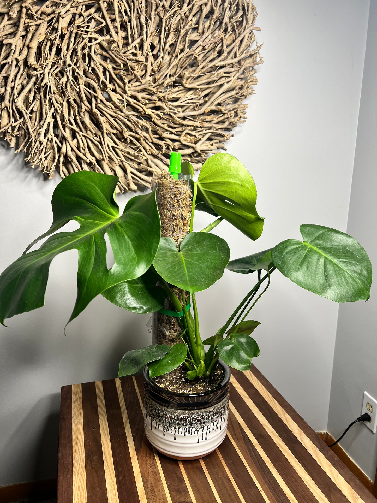 Repot Monstera with a Moss pole