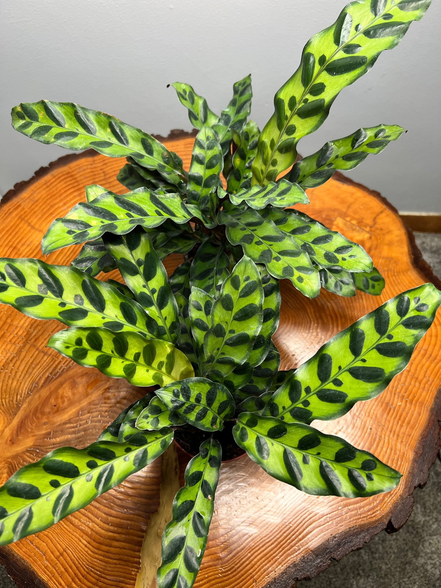 Calathea Rattle Snake