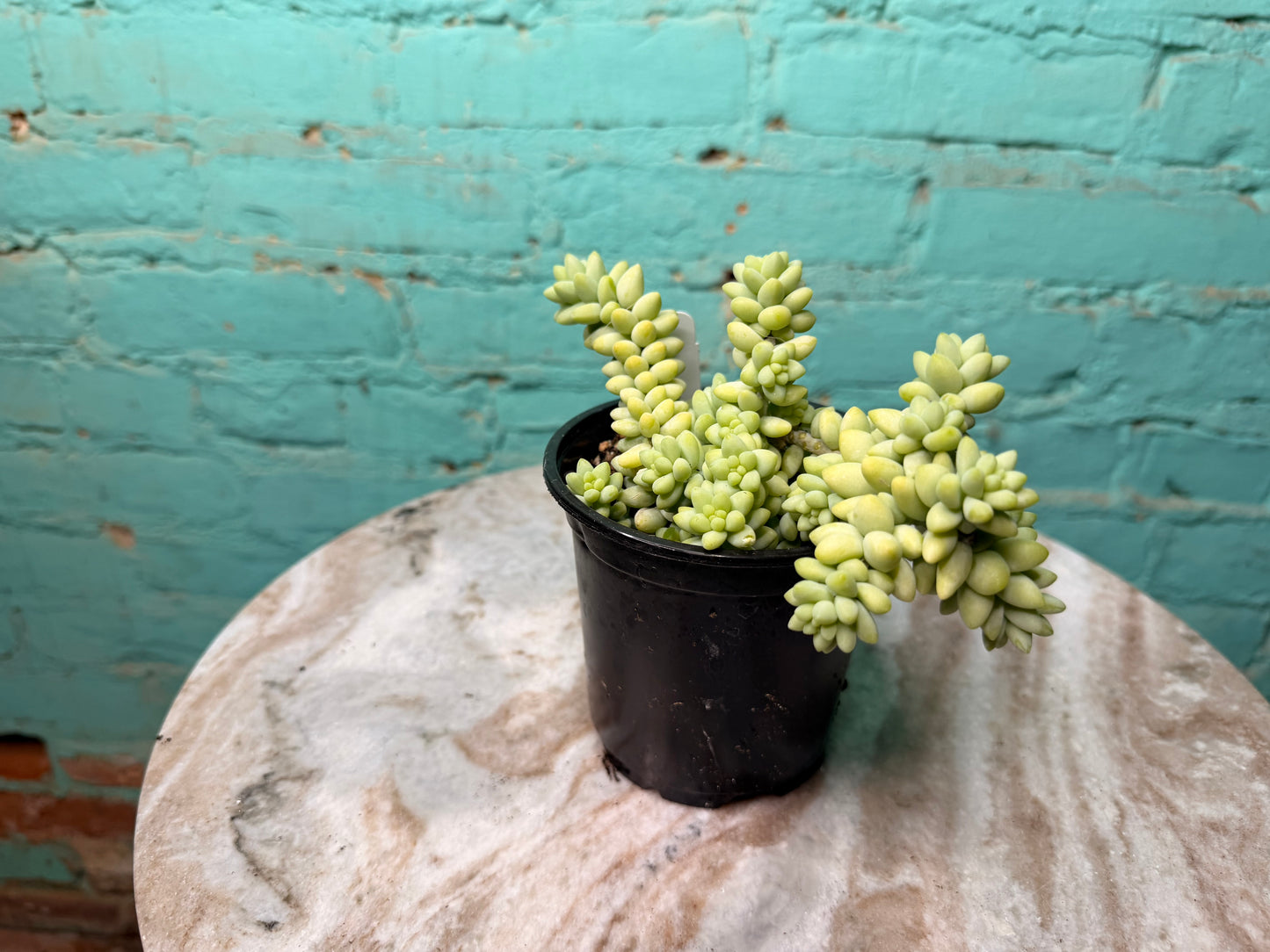 Sedum ‘Morganianum’ -Donkey Tail 4”