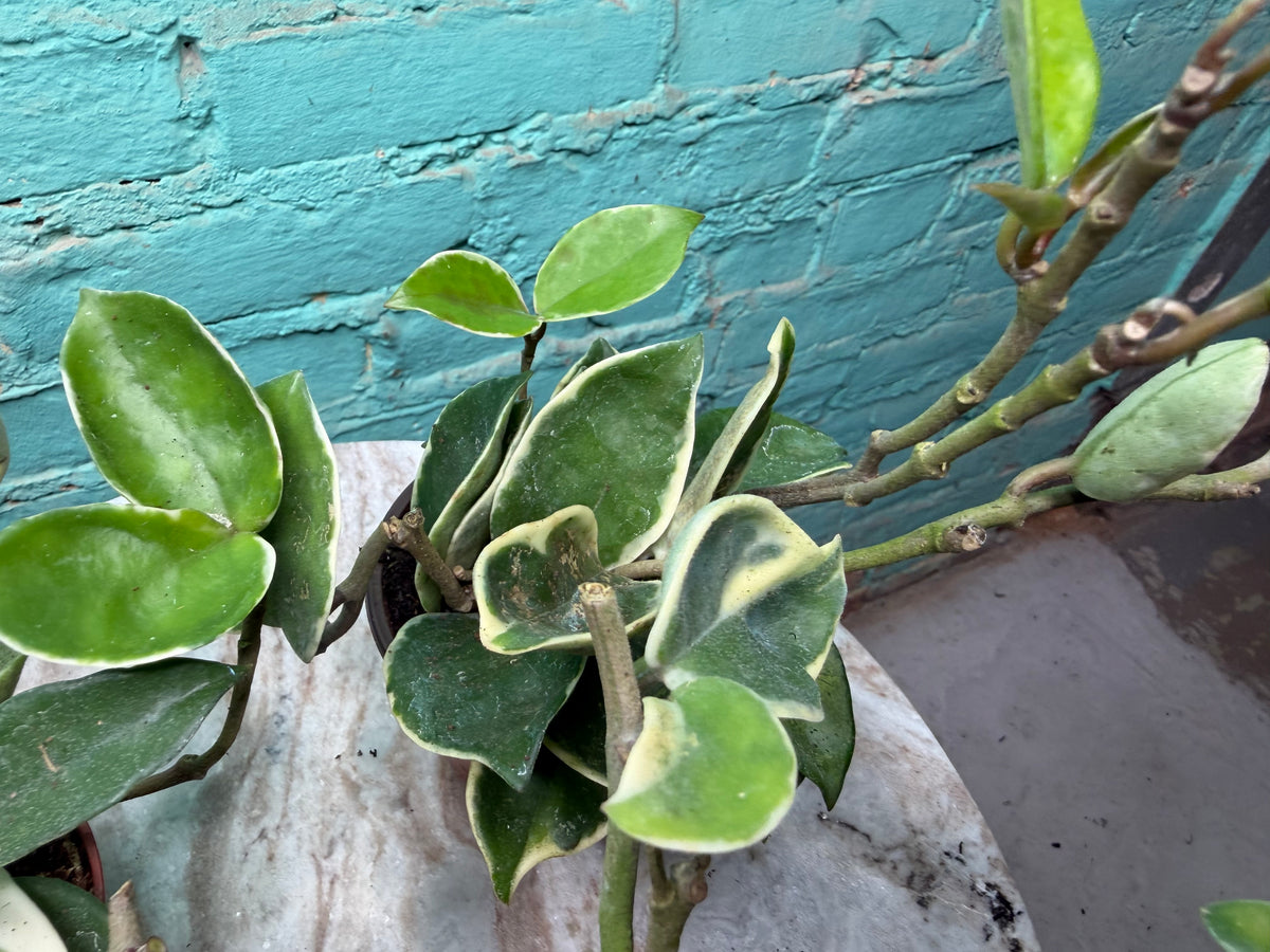 Hoya Carnosa Albo 4”