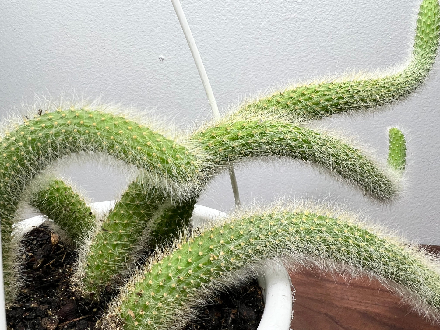 Monkey Tail Cactus 6” basket