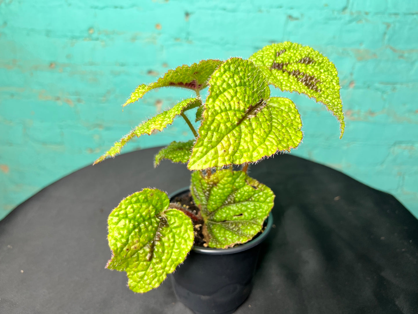 Begonia Bowerae 4