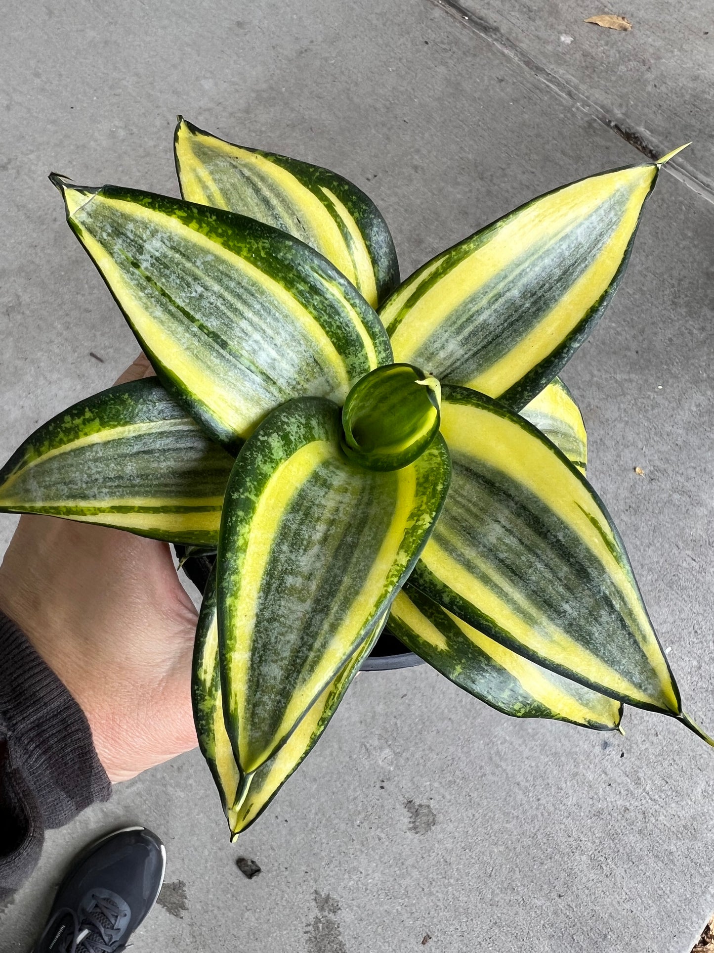 Snake plant  5”