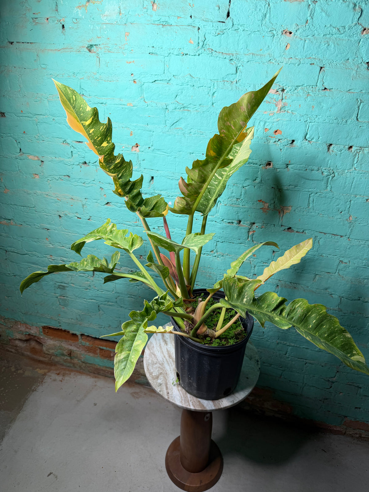 Philodendron Ring of Fire 10”