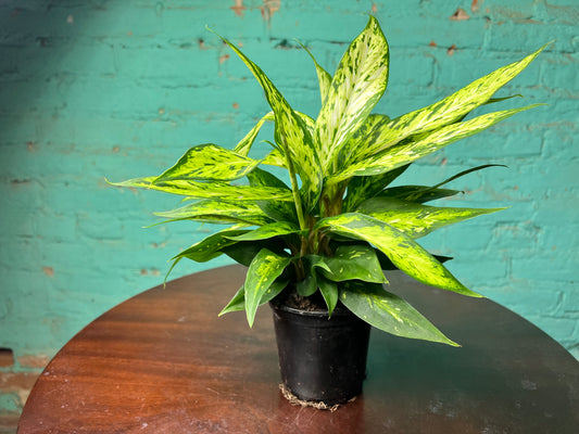 Philodendron Neon Heart Leaf 6”