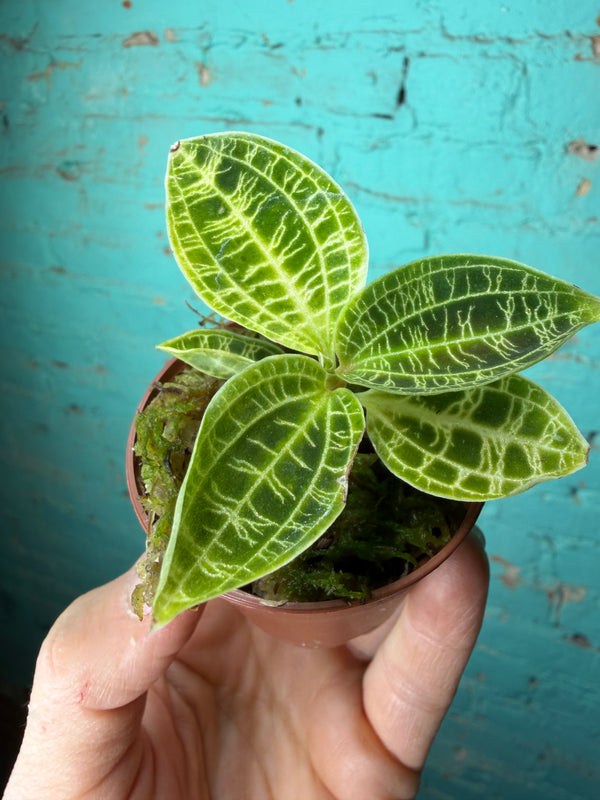 Jewel Orchid- Macodes Petola