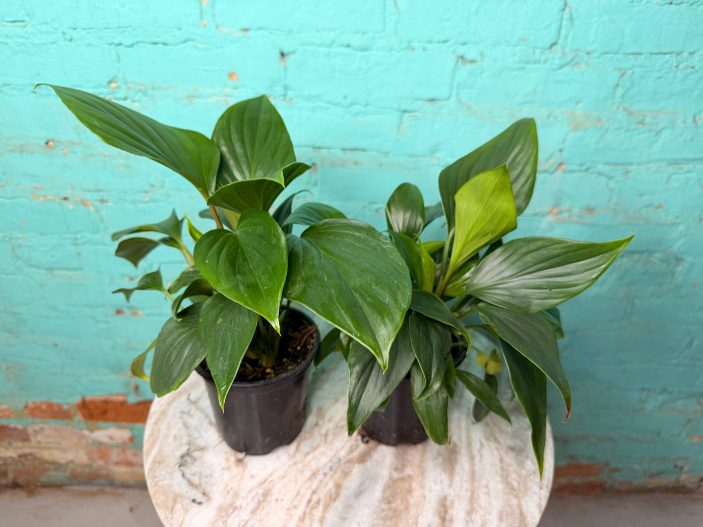 Homalomena Emerald (Green)