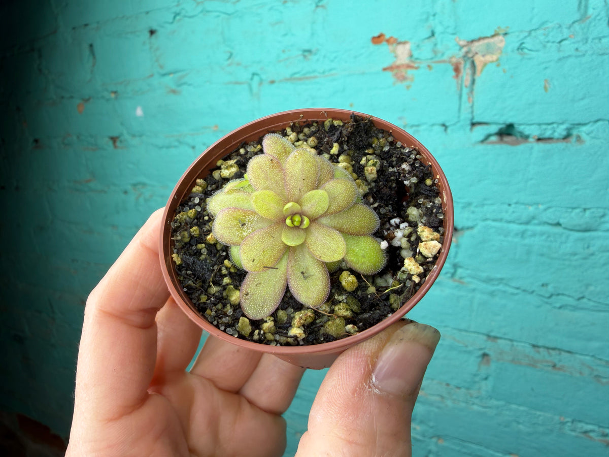 Pinguicula 6 Pack