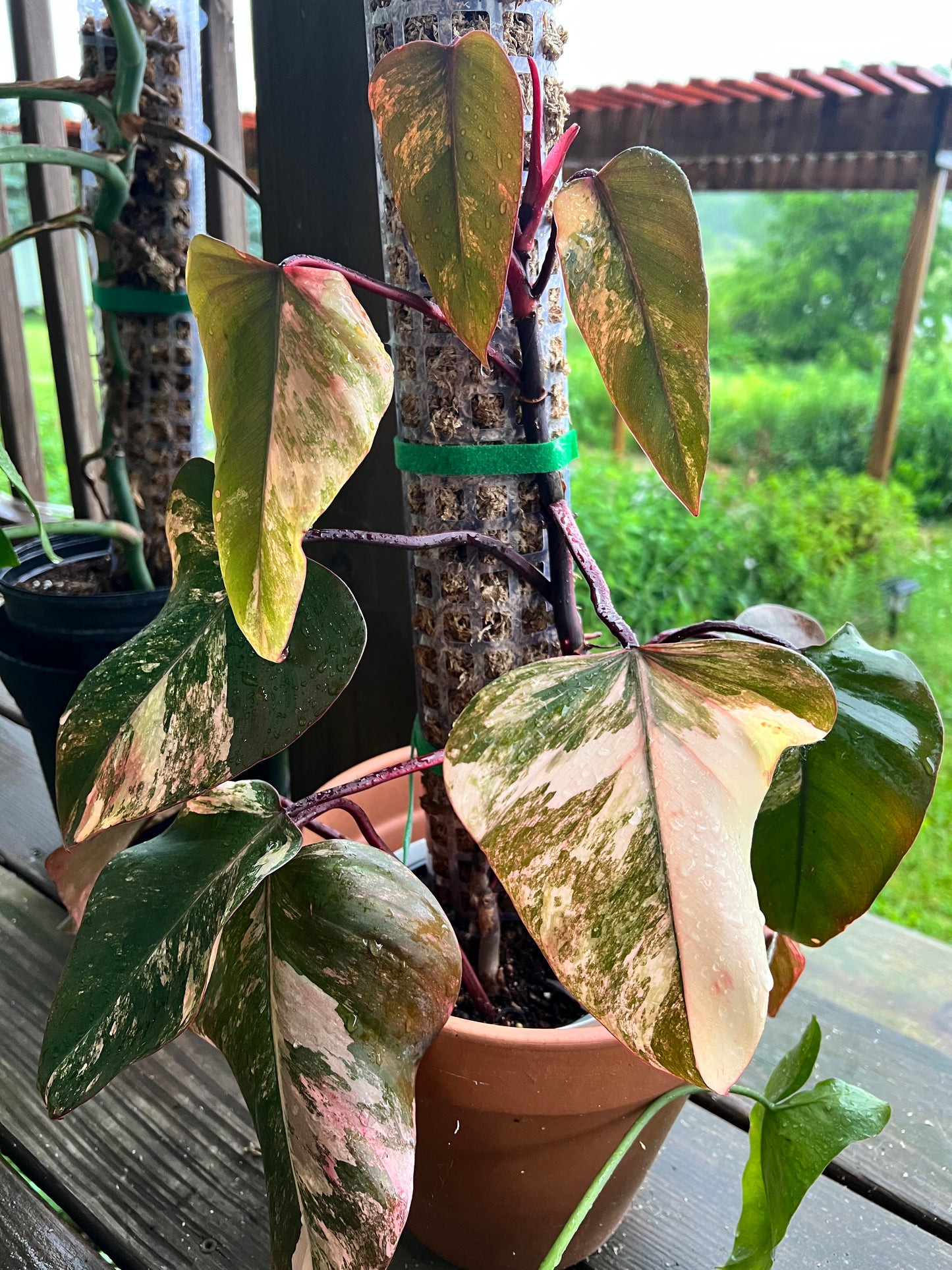 Philodendron-Strawberry Milkshake