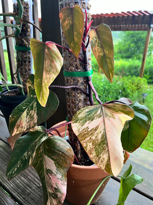 Philodendron-Strawberry Milkshake