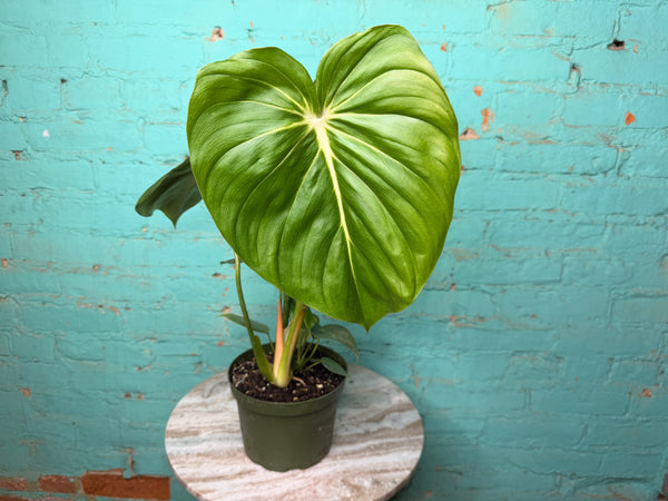 Philodendron McDowell 6”