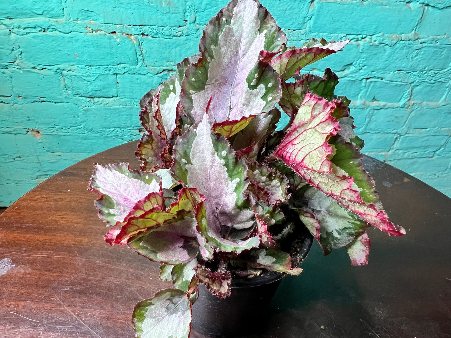 Rex Begonia “Red Robin”