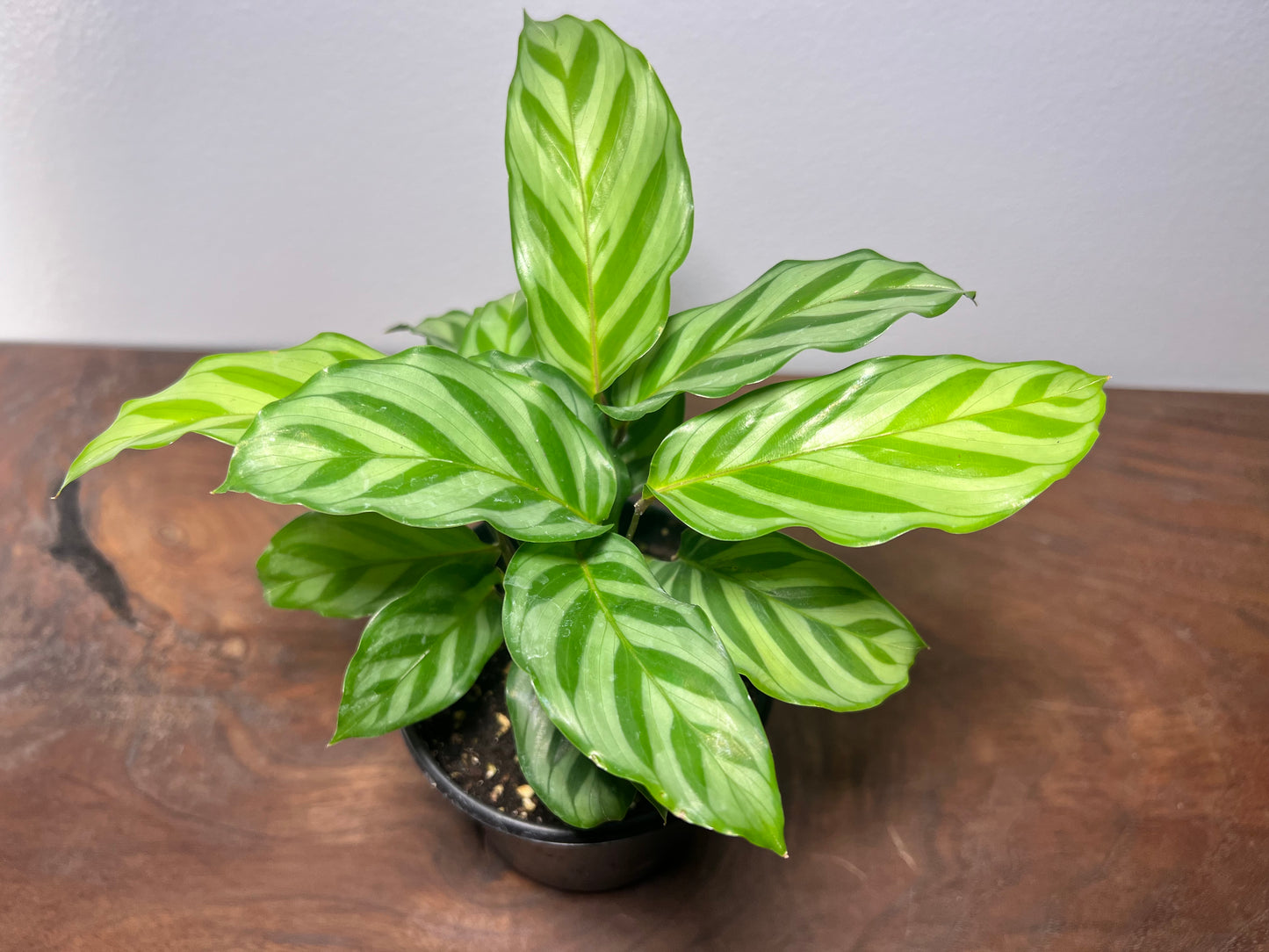 Calathea Freddie 4”